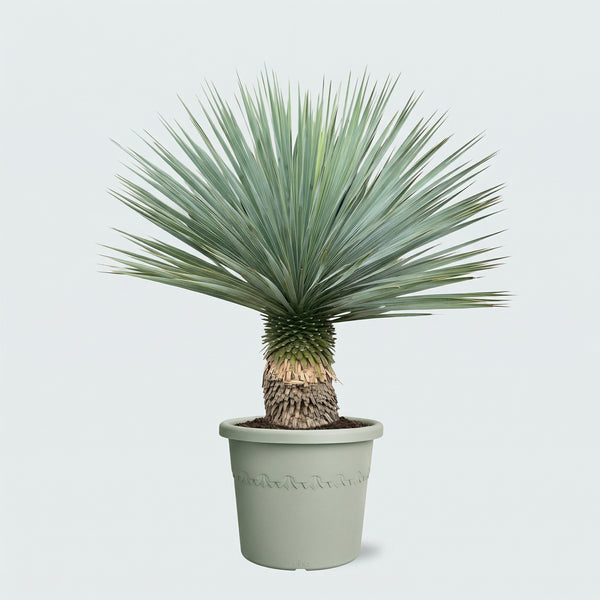 Yucca Rostrata - 100cm kopen bij Green Bubble