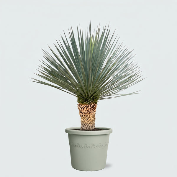 Yucca Rostrata 'Blue Swan' - 100cm kopen bij Green Bubble
