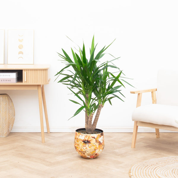 Yucca Elephantipes vertakt - 120cm kopen bij Green Bubble