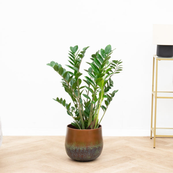 Zamioculcas - 100cm kopen bij Green Bubble