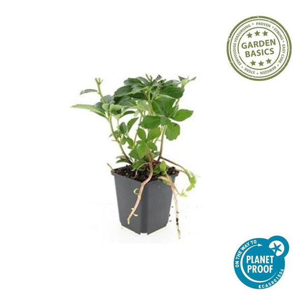 Pachysandra Terminalis - 20cm kopen bij Green Bubble