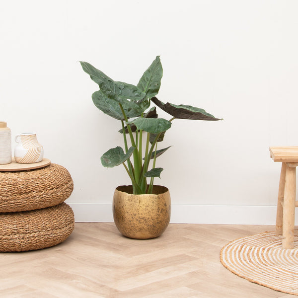 Alocasia Wentii - 70cm kopen bij Green Bubble