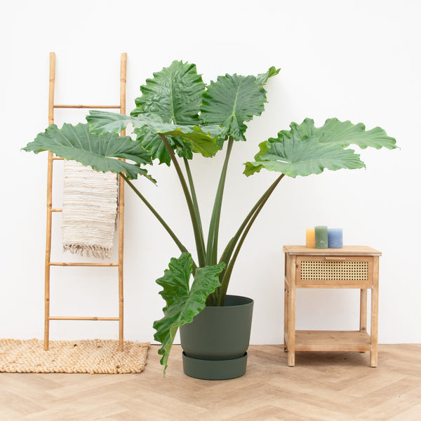 Alocasia Portodora - 130cm kopen bij Green Bubble