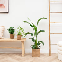 Paquete plano de plantas pequeñas con cestas