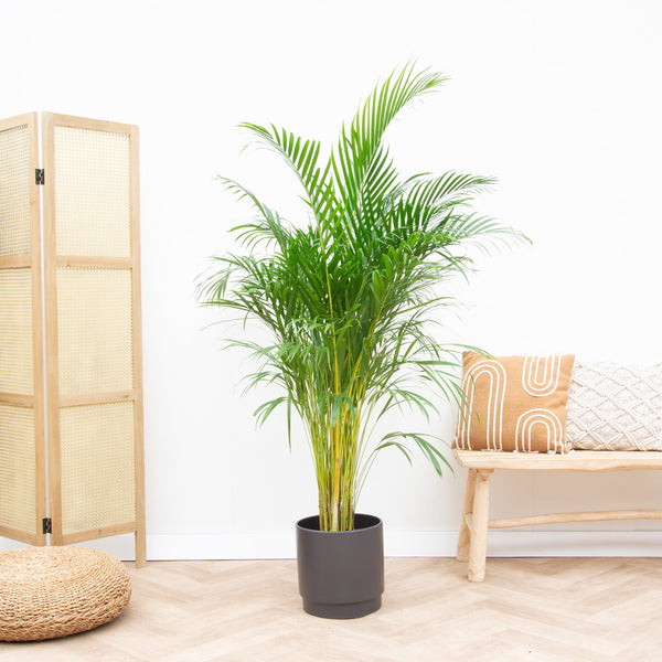 Dypsis Lutescens (Areca palm) - 160cm kopen bij Green Bubble
