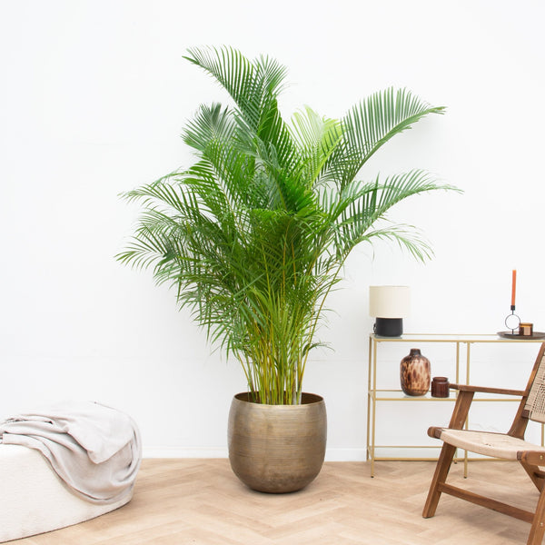 Dypsis Lutescens (Areca palm) - 225cm kopen bij Green Bubble