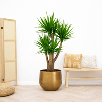 Yucca Elephantipes multistam - 190cm