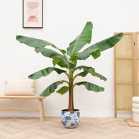 Bananowiec (Musa) - 180 cm