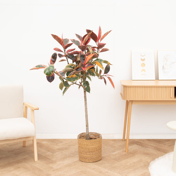 Ficus Elastica Belize op stam - 130cm kopen bij Green Bubble