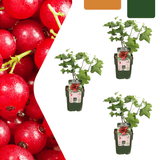 Product afbeelding 1