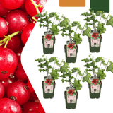 Product afbeelding 9