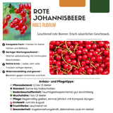 Product afbeelding 6