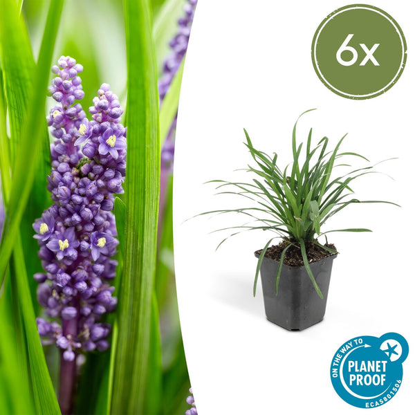 Liriope Muscari 'Big Blue' - 20cm kopen bij Green Bubble