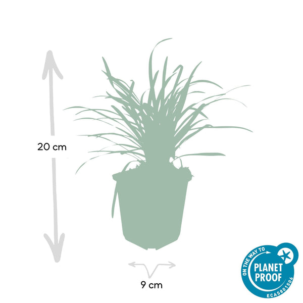 Liriope Muscari 'Big Blue' - 20cm kopen bij Green Bubble
