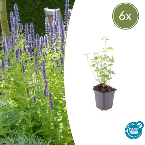Agastache 'Black Adder' - 20cm kopen bij Green Bubble