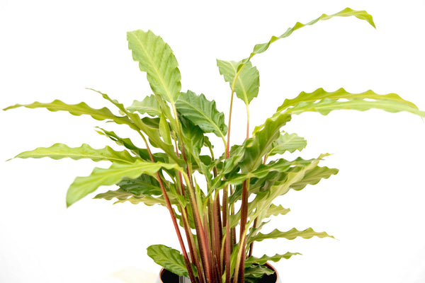 Calathea Bluegrass - 35cm kopen bij Green Bubble