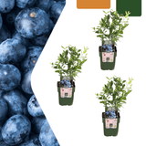 Product afbeelding 1