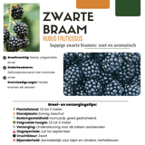 Product afbeelding 4