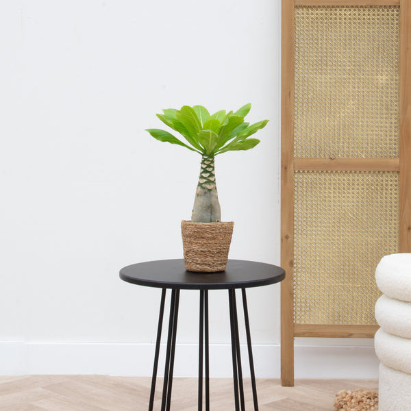 Brighamia insignis 'Hawaii Palm'  - 25cm inclusief mand Scott kopen bij Green Bubble