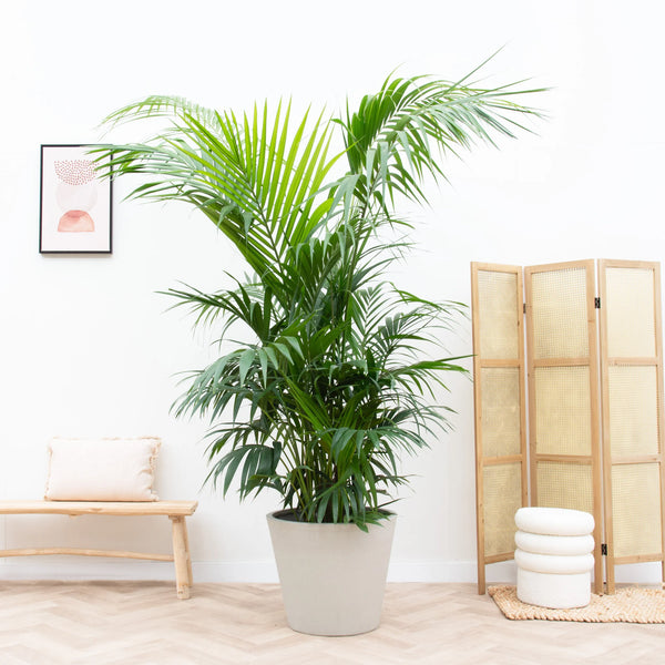 Pot Bucket Beige Washed kopen bij Green Bubble
