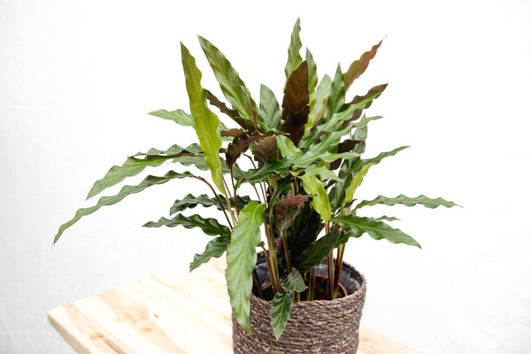 Calathea Elgergrass - 70cm kopen bij Green Bubble