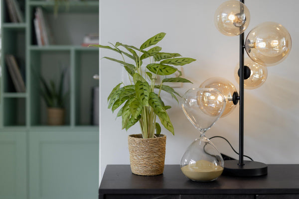 Calathea Leopardina - 35cm kopen bij Green Bubble