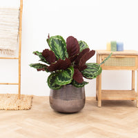 Calathea Medallion - 80 cm