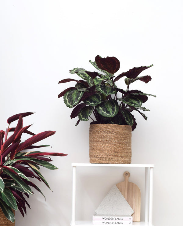 Calathea Medaillon - 80cm kopen bij Green Bubble