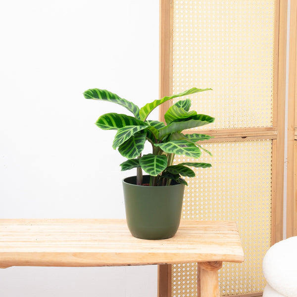 Calathea Zebrina - 50cm kopen bij Green Bubble
