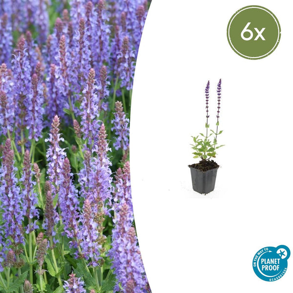 Salvia Nemorosa 'Caradonna' - 20cm kopen bij Green Bubble