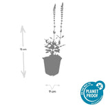 Product afbeelding 4