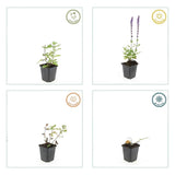 Product afbeelding 5