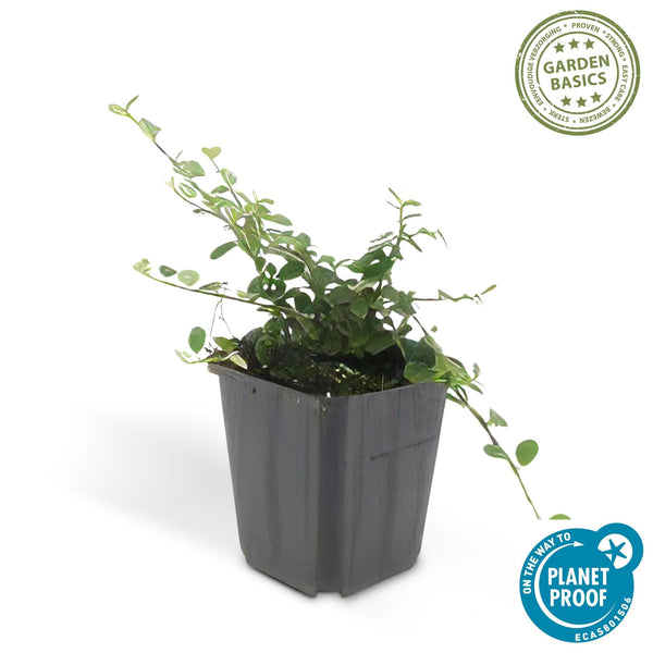 Cotoneaster Prostratus 'Queen of Carpets' - 20cm kopen bij Green Bubble