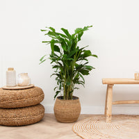 Caryota Mitis - 150cm