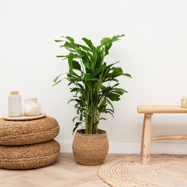 Caryota Mitis - 150cm kopen bij Green Bubble