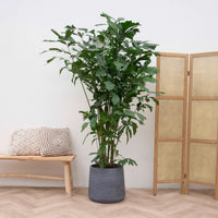 Caryota Mitis - 250cm