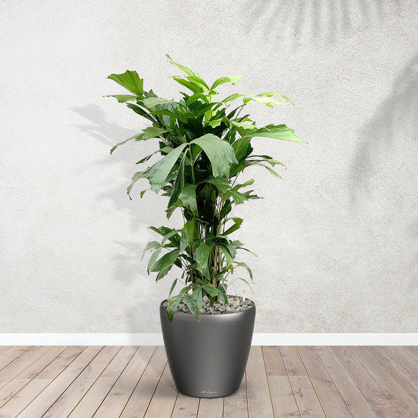 Caryota Mitis inclusief Joy M - 110cm kopen bij Green Bubble