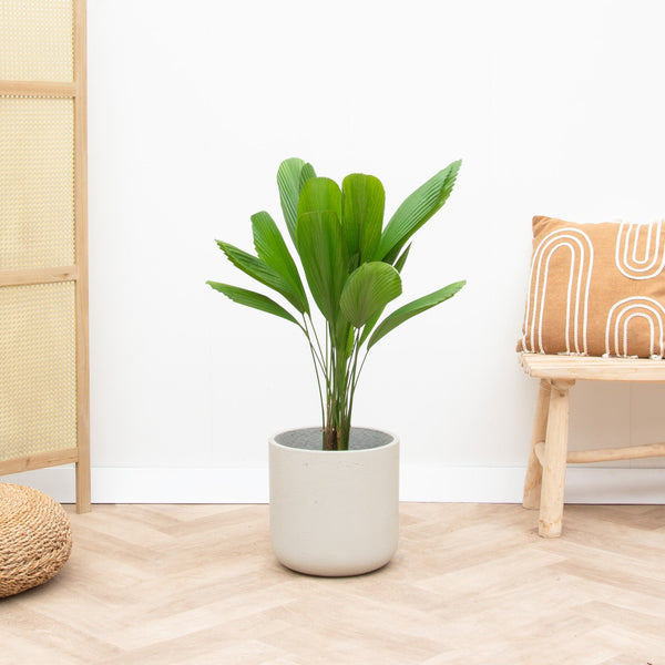 Pot Charlie Beige Washed kopen bij Green Bubble