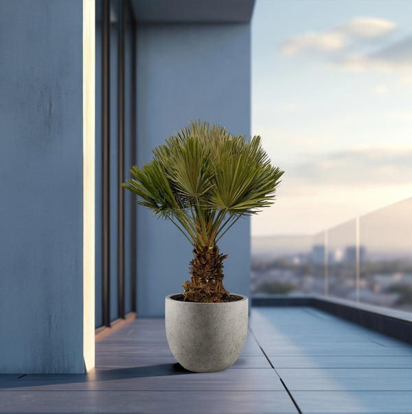 Chamaerops Humilis Vulcano compact - 140cm kopen bij Green Bubble