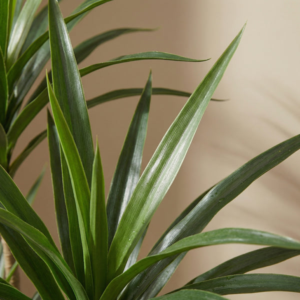 Kunst Dracaena - 165cm kopen bij Green Bubble