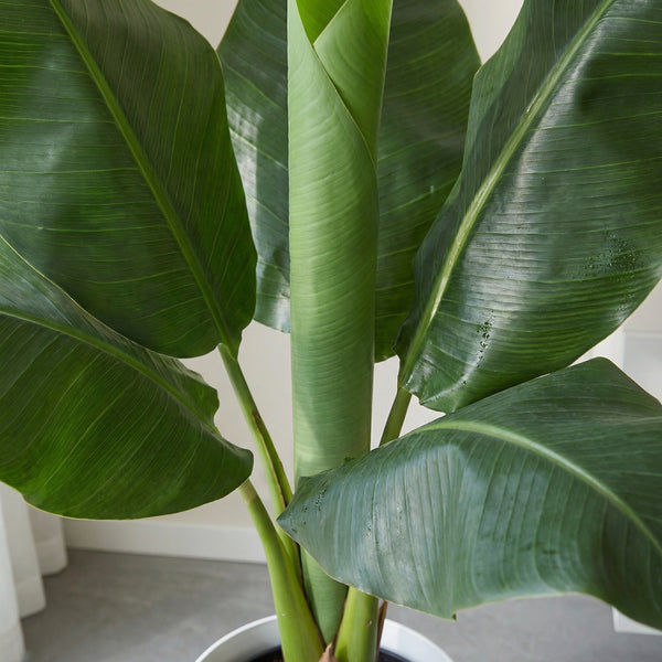 Kunst Bananenplant Musa - 80cm kopen bij Green Bubble