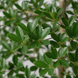 Product afbeelding 2