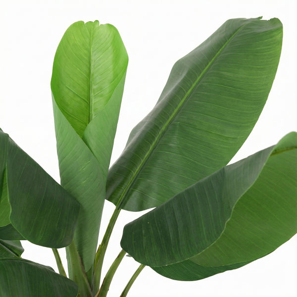 Kunst Bananenplant Musa - 150cm kopen bij Green Bubble