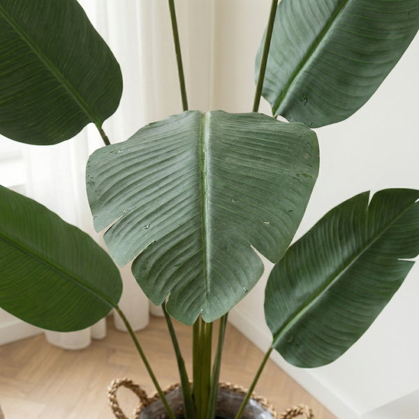Kunst Strelitzia Nicolai - 170cm kopen bij Green Bubble