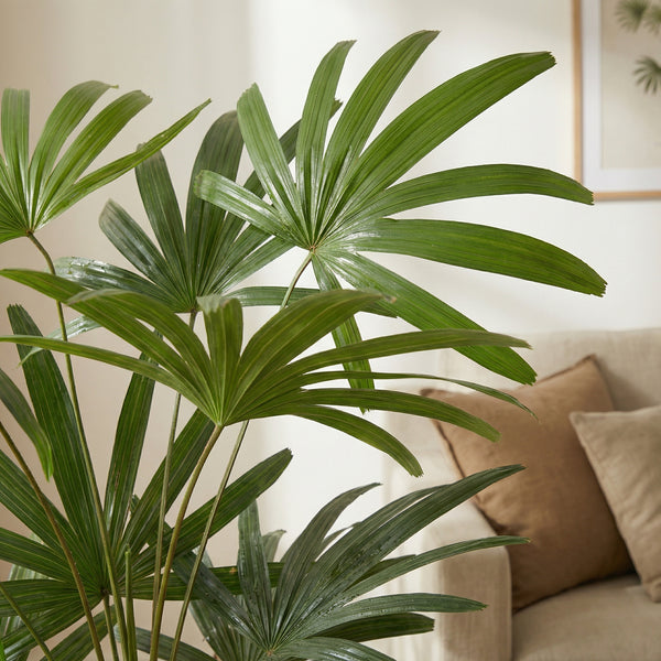 Kunst Rhapis Excelsa - 120cm kopen bij Green Bubble