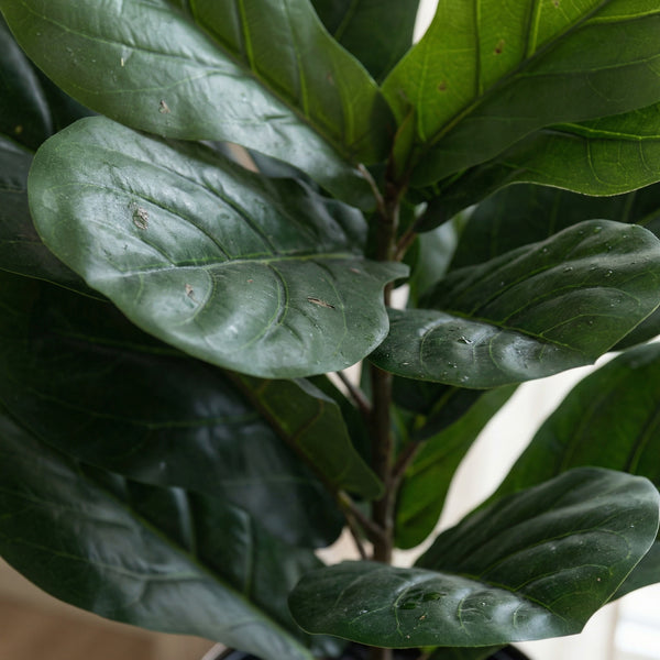 Kunst Ficus lyrata - 40cm kopen bij Green Bubble