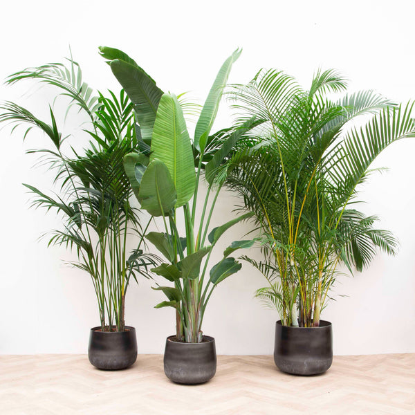 Combi deal XXL - Kentia, Strelitzia Augusta multi stam, Areca - 200-225cm kopen bij Green Bubble