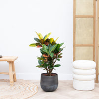 Codiaeum Petra - 50cm