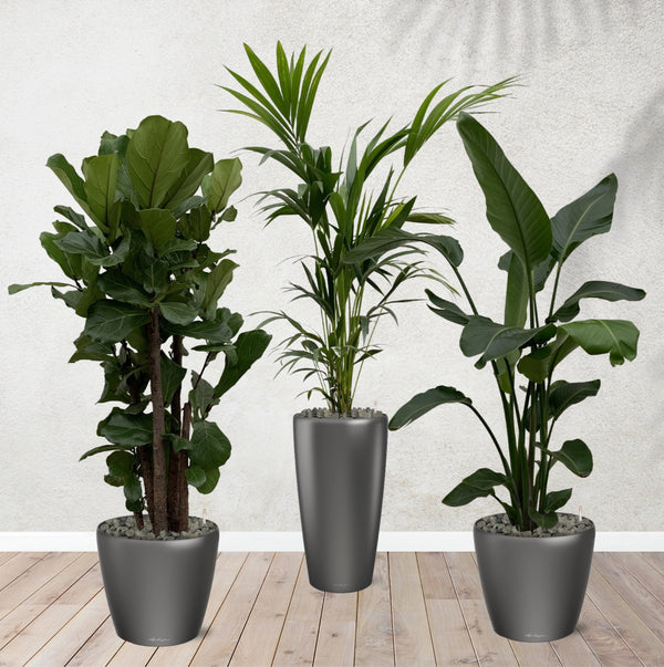 Combi deal - Ficus Lyrata vertakt 160 cm - Kentia palm 170 cm - Strelitzia Nicolai 170 cm inclusief zelfwaterende potten kopen bij Green Bubble