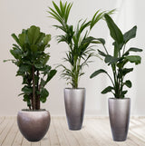 Product afbeelding 5
